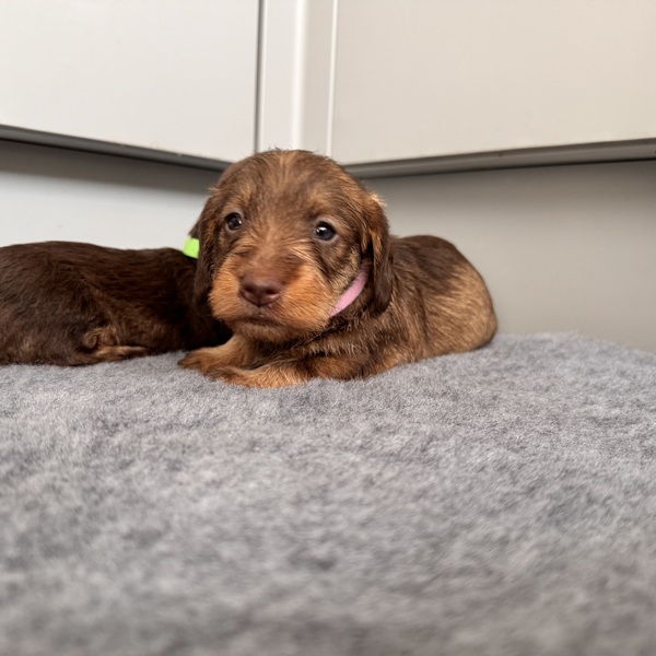 Beautiful miniature wire hair dachshund